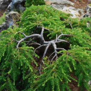 Тсуга канадська Колс Прострейт Tsuga canadensis Cole's Prostrate 6-річна