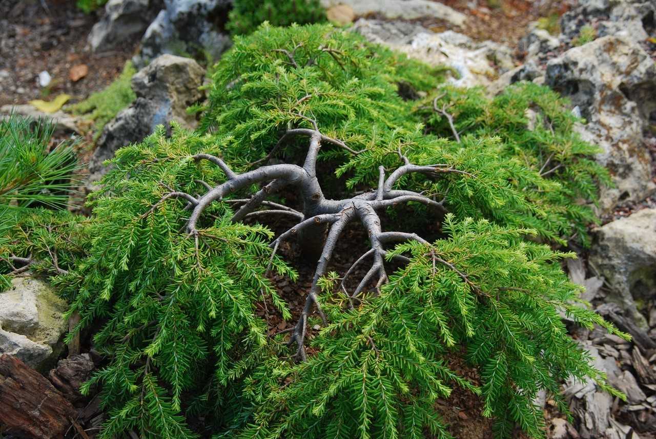 Тсуга канадська Колс Прострейт Tsuga canadensis Cole's Prostrate 6-річна