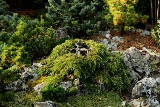 Тсуга канадська Колс Прострейт Tsuga canadensis Cole's Prostrate 6-річна - Зображення 2