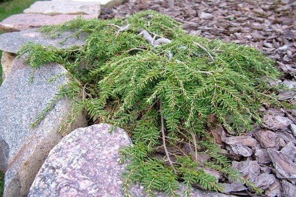Тсуга канадська Колс Прострейт Tsuga canadensis Cole's Prostrate 6-річна - Зображення 3