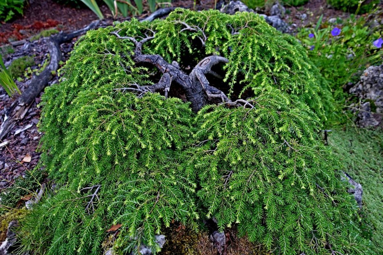 Тсуга канадська Колс Прострейт Tsuga canadensis Cole's Prostrate 6-річна - Зображення 5