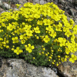 Великизна мохоподібна (Draba bryoides)