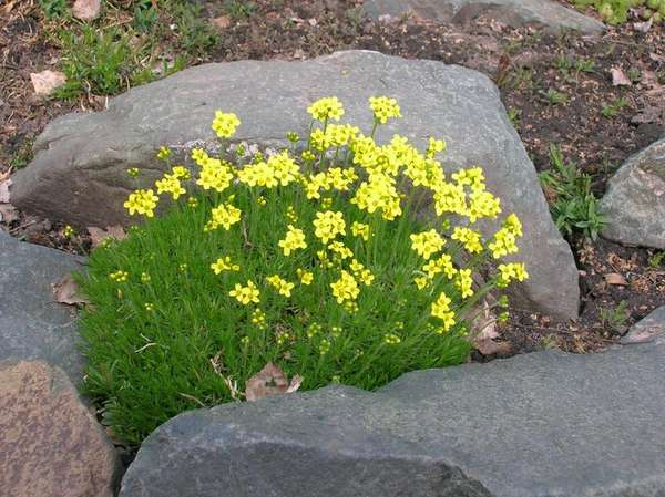 Кухоль мохоподібний (Draba bryoides), P9 - Зображення 3