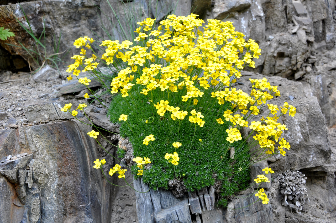 Кухоль мохоподібний (Draba bryoides), P9 - Зображення 4