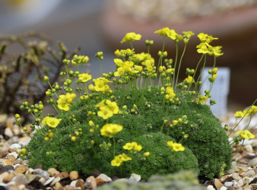 Кухоль мохоподібний (Draba bryoides), P9 - Зображення 5