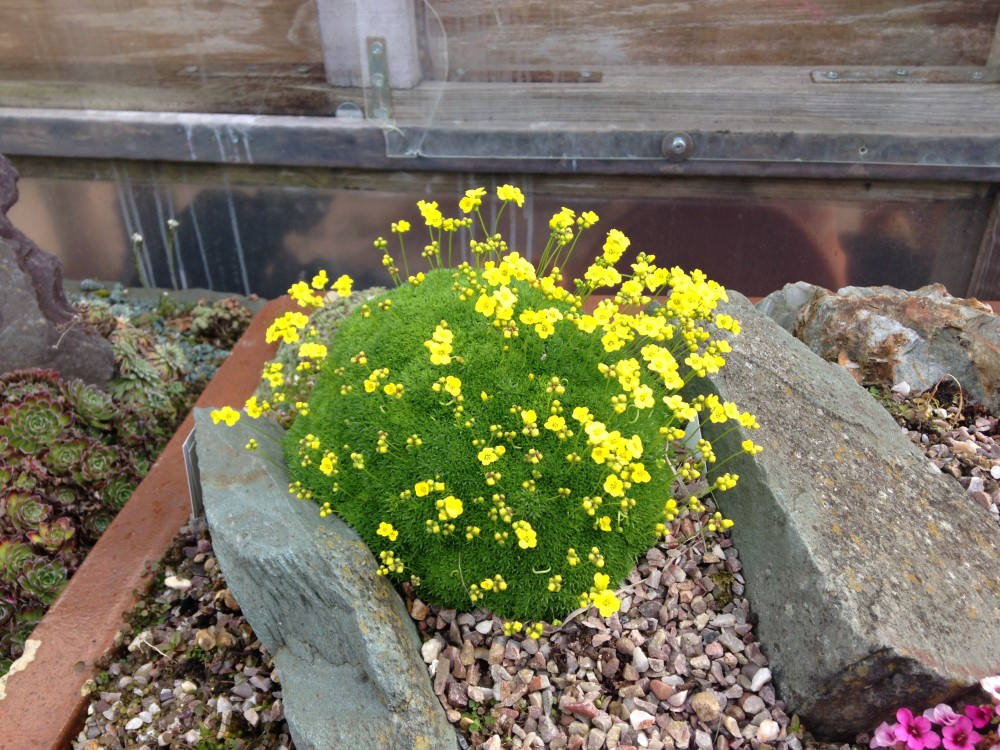 Кухоль мохоподібний (Draba bryoides), P9 - Зображення 2