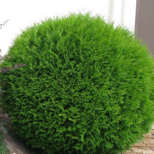 Туя західна 'Глобоза' Thuja occidentalis 'Globosa' 4-річна