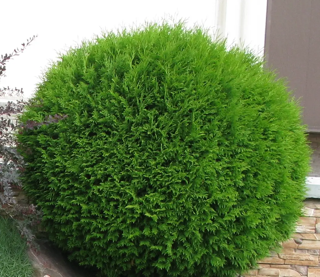 Туя західна 'Глобоза' Thuja occidentalis 'Globosa' 4-річна