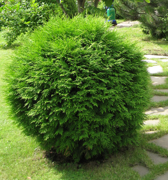 Туя західна 'Глобоза' Thuja occidentalis 'Globosa' 4-річна - Зображення 2