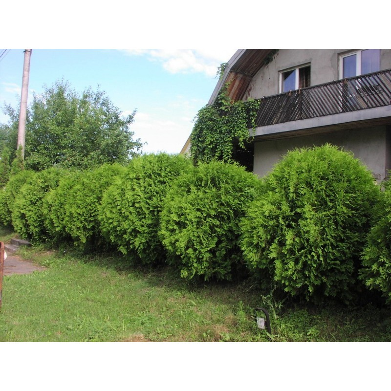 Туя західна 'Глобоза' Thuja occidentalis 'Globosa' 4-річна - Зображення 3