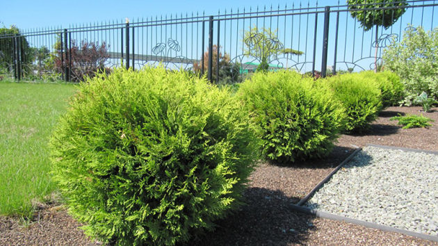 Туя західна 'Глобоза' Thuja occidentalis 'Globosa' 4-річна - Зображення 4