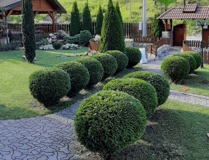 Туя західна 'Глобоза' Thuja occidentalis 'Globosa' 4-річна - Зображення 5