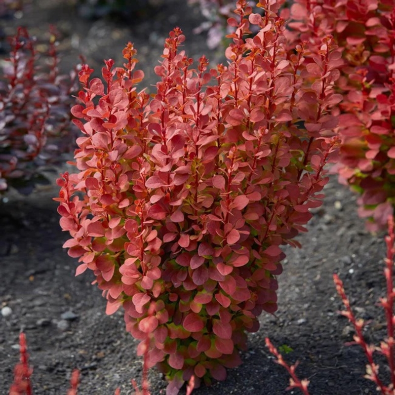 Барбарис Тунберга 'Оранж Рокет' 3-річний, Berberis thunbergii 'Orange Rocket' - Зображення 2