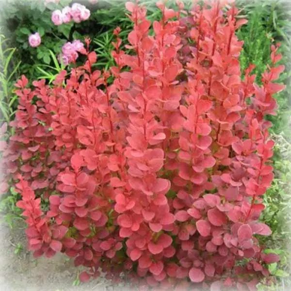 Барбарис Тунберга 'Оранж Рокет' 3-річний, Berberis thunbergii 'Orange Rocket' - Зображення 3