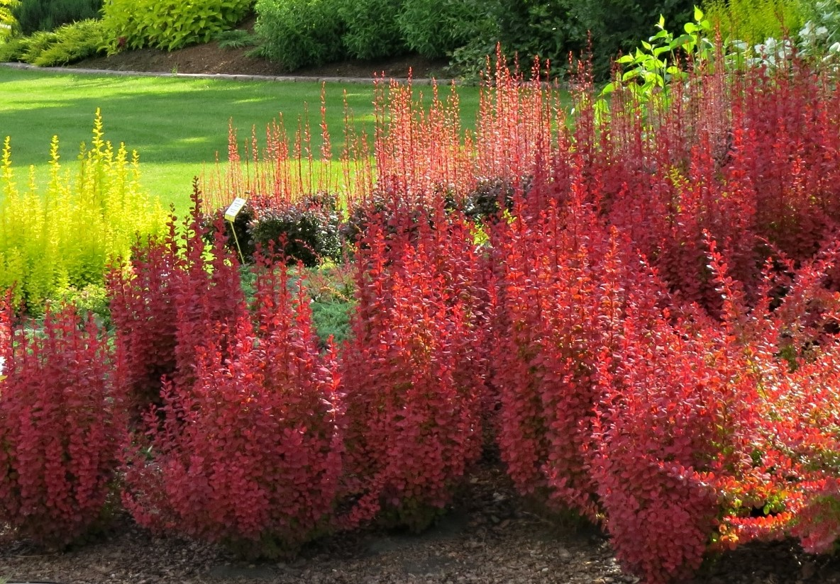 Барбарис Тунберга 'Оранж Рокет' 3-річний, Berberis thunbergii 'Orange Rocket' - Зображення 4