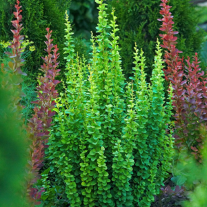 Барбарис Тунберга 'Еректа' 3-річний, Berberis thunbergii 'Erecta'