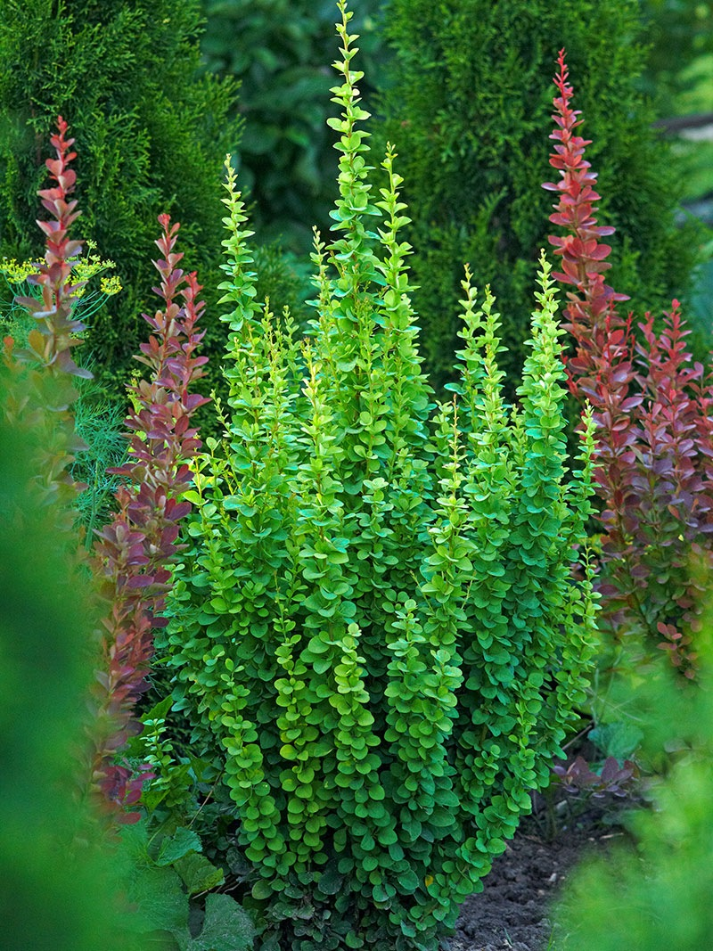Барбарис Тунберга 'Еректа' 3-річний, Berberis thunbergii 'Erecta'