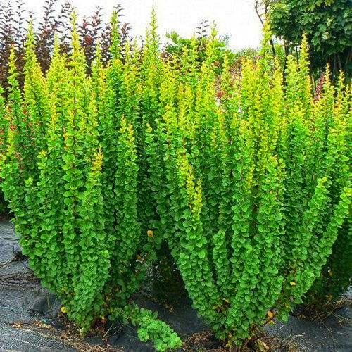 Барбарис Тунберга 'Еректа' 3-річний, Berberis thunbergii 'Erecta' - Зображення 2