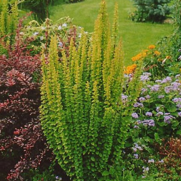 Барбарис Тунберга 'Еректа' 3-річний, Berberis thunbergii 'Erecta' - Зображення 3