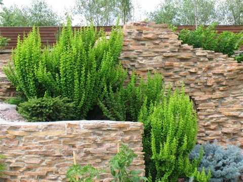 Барбарис Тунберга 'Еректа' 3-річний, Berberis thunbergii 'Erecta' - Зображення 4
