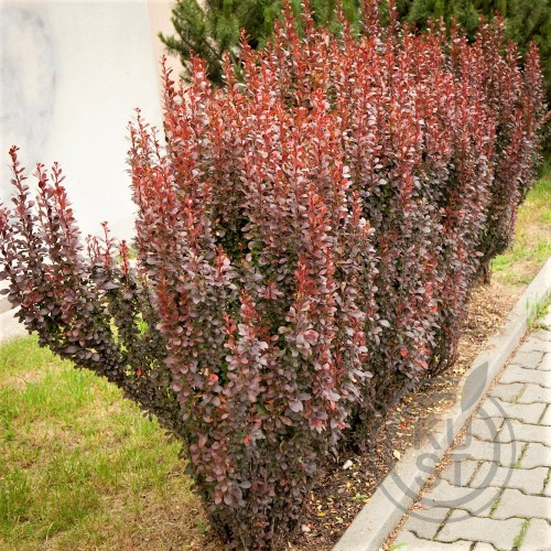 Барбарис Тунберга 'Ред Пиллар' 4-річний Berberis thunbergii 'Red Pillar' - Зображення 3