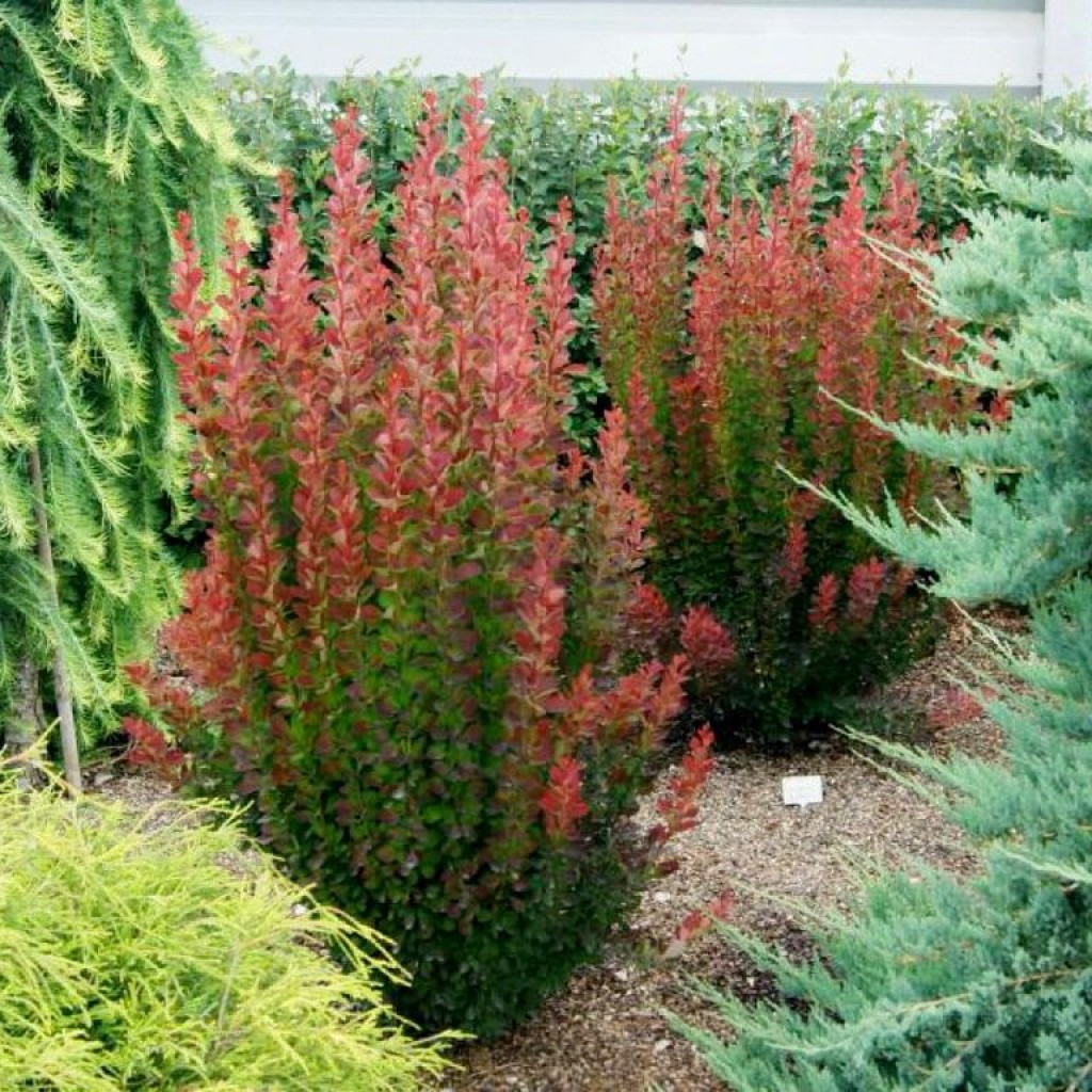 Барбарис Тунберга 'Ред Пиллар' 4-річний Berberis thunbergii 'Red Pillar'