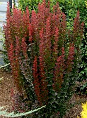 Барбарис Тунберга 'Ред Пиллар' 4-річний Berberis thunbergii 'Red Pillar' - Зображення 2