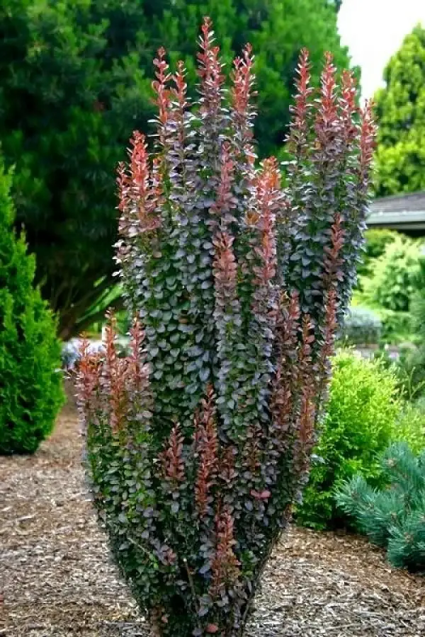 Барбарис Тунберга 'Ред Пиллар' 4-річний Berberis thunbergii 'Red Pillar' - Зображення 4
