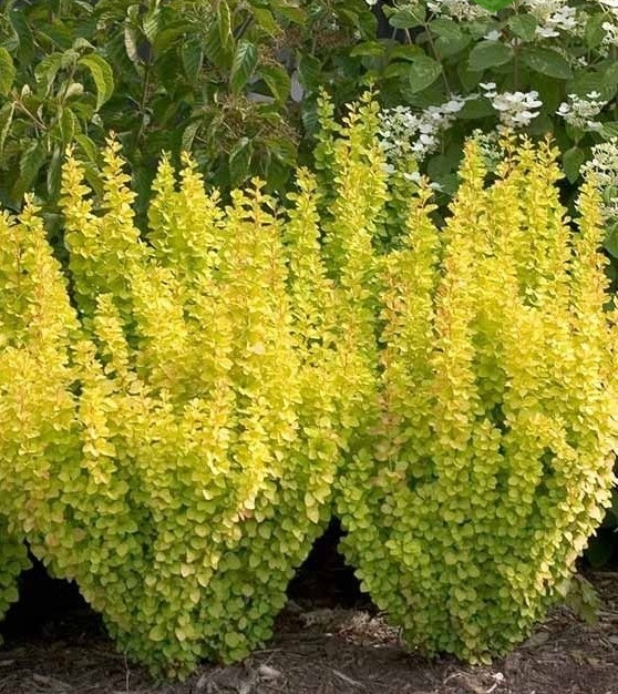 Барбарис Тунберга 'Маріа' 5-річний, Berberis thunbergii 'Maria' - Зображення 2