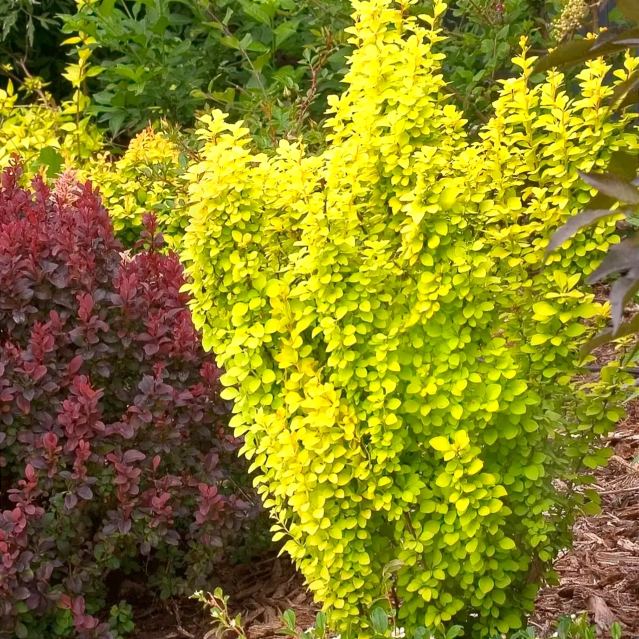 Барбарис Тунберга 'Маріа' 5-річний, Berberis thunbergii 'Maria' - Зображення 3
