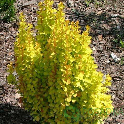 Барбарис Тунберга 'Маріа' 5-річний, Berberis thunbergii 'Maria' - Зображення 4