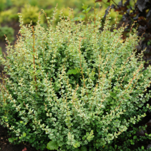 Барбарис Тунберга «Корнік» 3-річний Berberis thunbergii «Kornik»