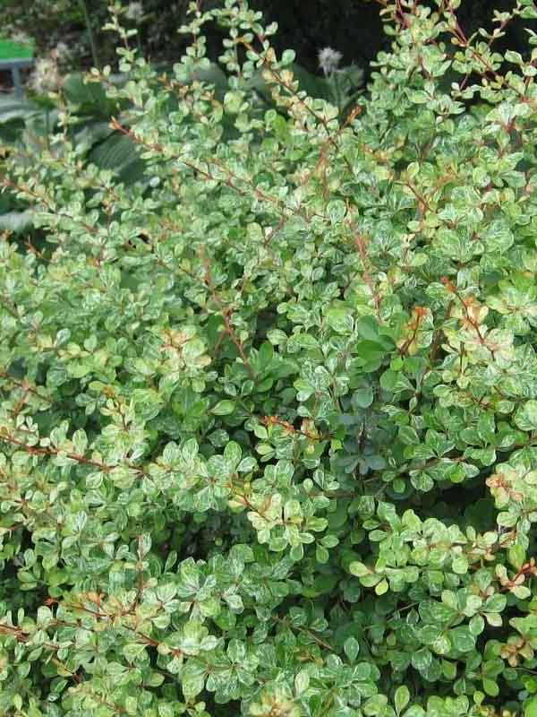 Барбарис Тунберга «Корнік» 3-річний Berberis thunbergii «Kornik» - Зображення 3