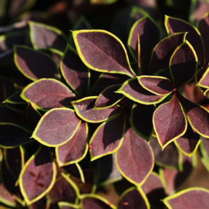 Барбарис Тунберга 'Короніта' 3-х річний Berberis thunbergii 'Coronita'