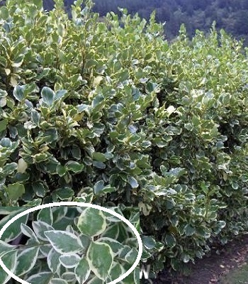 Бирючина овальнолиста 'Аргентеум' Ligustrum ovalifolium 'Argenteum' - Зображення 2