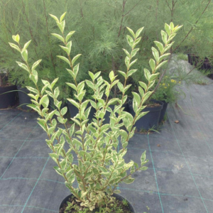 Бирючина овальнолиста 'Аргентеум' Ligustrum ovalifolium 'Argenteum'