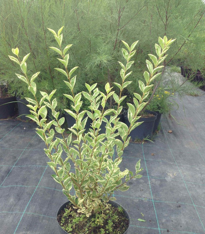 Бирючина овальнолиста 'Аргентеум' Ligustrum ovalifolium 'Argenteum'