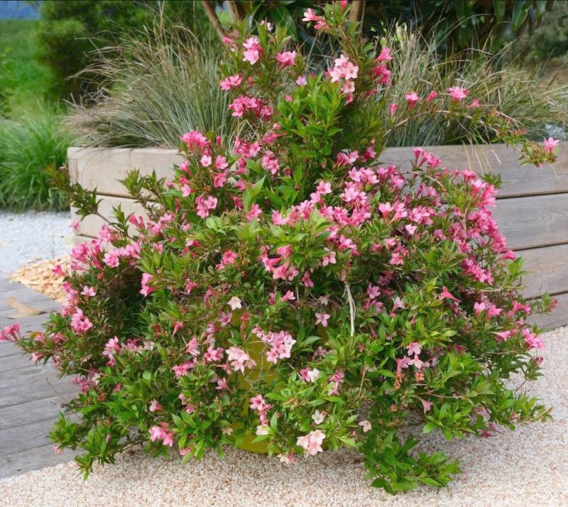 Вейгела "Picobella Rosa" 3-річна - Зображення 4