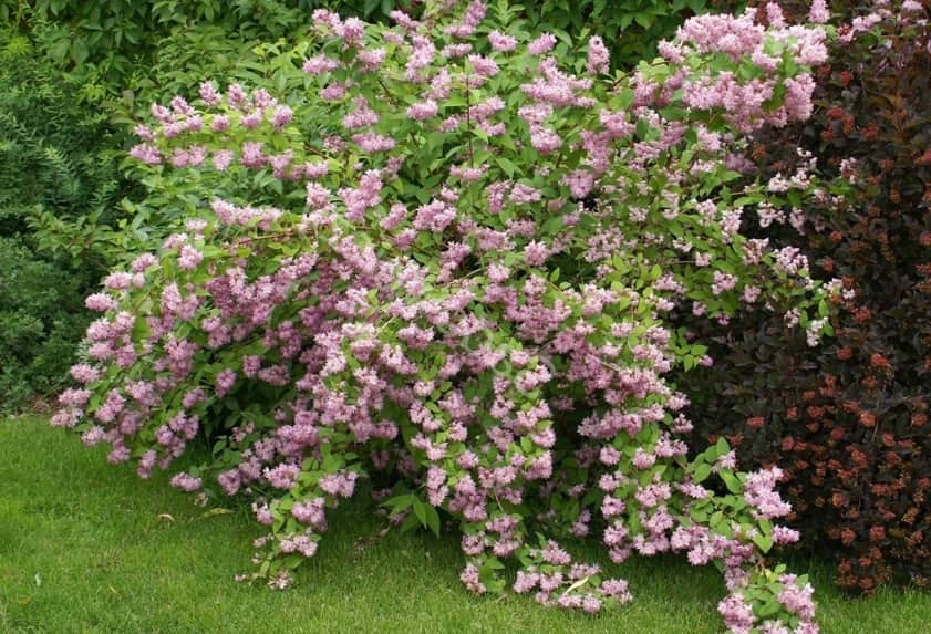 Дейція гібридна 'Стробері Філдс' Deutzia hybrida 'Strawberry Fields' 5-річна - Зображення 2