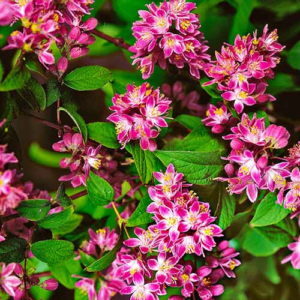 Дейція гібридна 'Стробері Філдс' Deutzia hybrida 'Strawberry Fields' 3-річна
