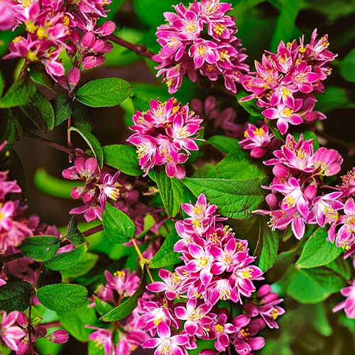 Дейція гібридна 'Стробері Філдс' Deutzia hybrida 'Strawberry Fields' 5-річна