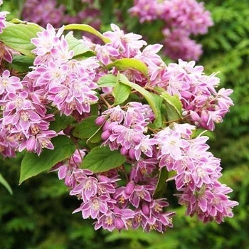 Дейція гібридна 'Стробері Філдс' Deutzia hybrida 'Strawberry Fields' 5-річна - Зображення 3