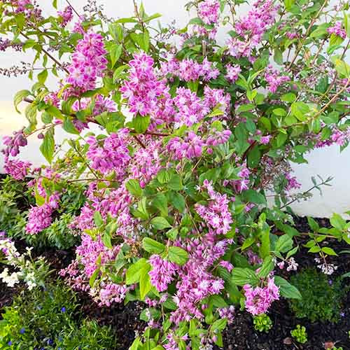 Дейція гібридна 'Стробері Філдс' Deutzia hybrida 'Strawberry Fields' 5-річна - Зображення 4