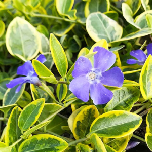 Барвінок малий Argenteovariegata 2 річний