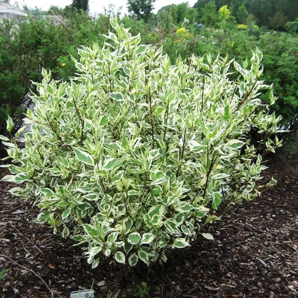 Дерен білий 'Елегантіссіма' 3-річний Cornus alba 'Elegantissima' - Зображення 2