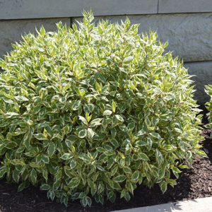 Дерен білий 'Елегантіссіма' 3-річний Cornus alba 'Elegantissima'