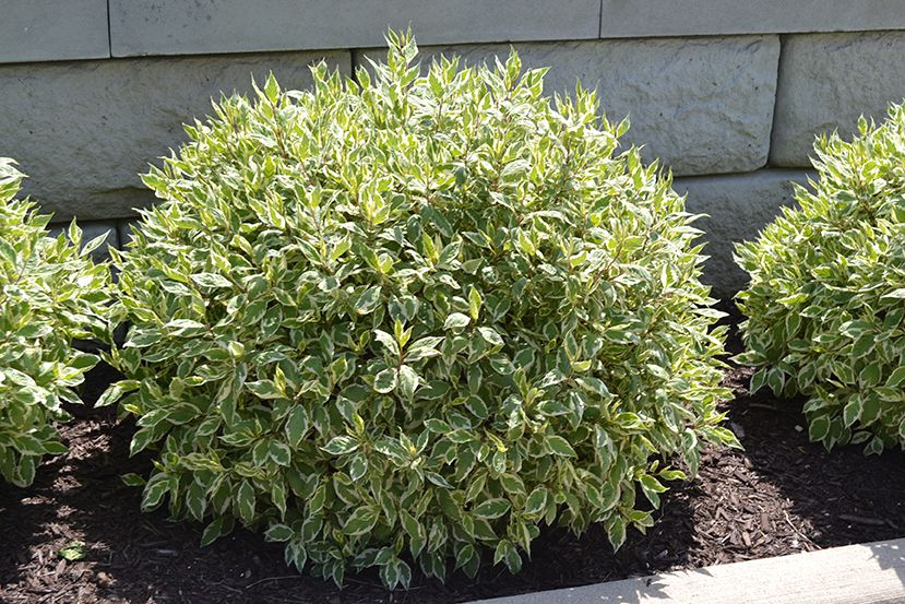 Дерен білий 'Елегантіссіма' 3-річний Cornus alba 'Elegantissima'