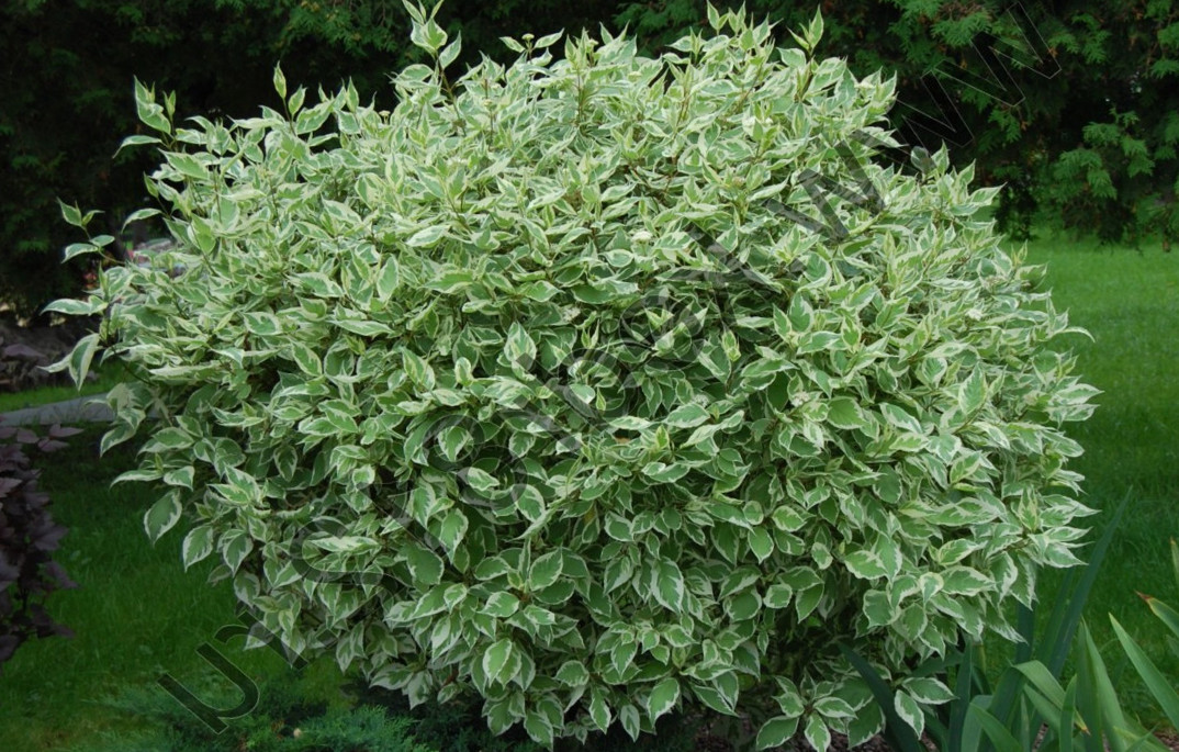 Дерен білий 'Елегантіссіма' 3-річний Cornus alba 'Elegantissima' - Зображення 3