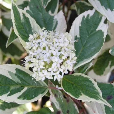 Дерен білий 'Елегантіссіма' 3-річний Cornus alba 'Elegantissima' - Зображення 4
