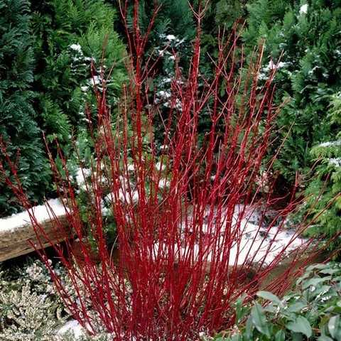 Дерен білий 'Елегантіссіма' 3-річний Cornus alba 'Elegantissima' - Зображення 5